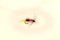 Single Royal Coachman trout fly Royalty Free Stock Photo
