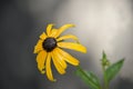 Single Rudbeckia flower