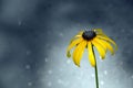 Single Rudbeckia flower sparkling background