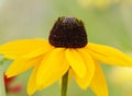 Rudbeckia Marmalade flower with yellow petals