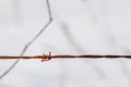 Single Rusty Barbed Wire Double Barb Royalty Free Stock Photo