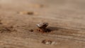 Single rusty nail protruding from a weathered wooden plank. Royalty Free Stock Photo