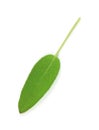 Single Sage Leaf