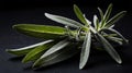 single sageherb in a black ai generated Royalty Free Stock Photo