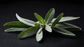 single sageherb in a black ai generated Royalty Free Stock Photo