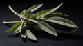 single sageherb in a black ai generated Royalty Free Stock Photo