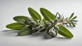single sageherb in a white ai generated Royalty Free Stock Photo