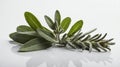 single sageherb in a white ai generated Royalty Free Stock Photo
