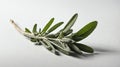 single sageherb in a white ai generated Royalty Free Stock Photo