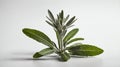 single sageherb in a white ai generated Royalty Free Stock Photo