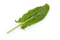 Single leaf of the garden sorrel on a white background