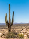 Single saguaro cactus with desert and sky Royalty Free Stock Photo