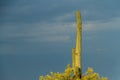 A single saguaro cactus lit by the morning sun with dark storm clouds Royalty Free Stock Photo