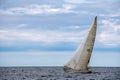 Sailboat heeling on Lake Michigan Royalty Free Stock Photo