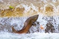 Single Salmon Jumping at Fish Latter Hatchery Royalty Free Stock Photo