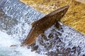 Single Salmon Jumping at Fish Latter Hatchery