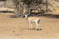 Single sand gazelle Gazella marica in nature reserve. Desert. Island Sir Bani Yas, Abu Dhabi, UAE.