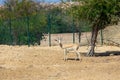 Single sand gazelle Gazella marica in nature reserve. Island Sir Bani Yas, UAE.