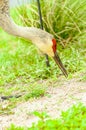 Single Sand Hill crane, eating seeds that fell from bird feeder