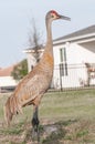 Single Sand Hill crane loudly squawking