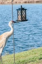 Single Sand Hill crane, pokes at bird feeder