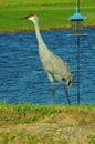 Single Sand Hill crane, responding to people approaching, on edge of tropical lake Royalty Free Stock Photo