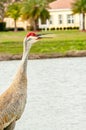Single sand hill crane, squawking, at empty, tropical, bird feeder