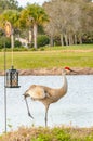 Single Sand Hill crane, standing on one leg