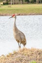 Single Sand Hill crane, standing on shoreline of a tropical lake