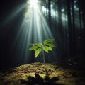 Single sapling grows in forest light.