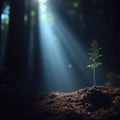 Single sapling grows in forest light.