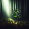 Single sapling grows in forest light.