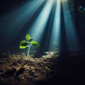 Single sapling grows in forest light.