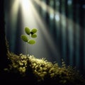 Single sapling grows in forest light.