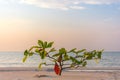 Single sapling tree growing on white sand beach. Royalty Free Stock Photo