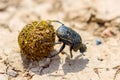 Single Scarabaeus sacer of Sacred Scarab on ground