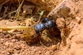 Fight of Scarabaeus sacer of Sacred Scarab on ground