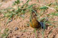 Single Scarabaeus sacer of Sacred Scarab on ground