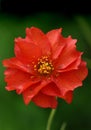 Single Scarlet Avens, also called Grecian Avens