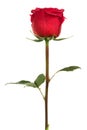 Single scarlet rose Royalty Free Stock Photo