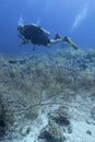 Single scuba diver with the equipment over colorful coral reef with great gorgonian on the bottom of tropical sea, underwater