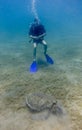 Scuba diver watching a green sea turtle eating sea grass