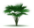 Single Sea Coconut Tree Royalty Free Stock Photo