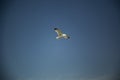 Single sea gull flying against background of blue sky above the sea Royalty Free Stock Photo