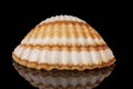 Single sea shell of bivalvia isolated on black background, mirror reflection Royalty Free Stock Photo