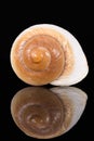 Single sea shell of marine snail isolated on black background, mirror reflection Royalty Free Stock Photo