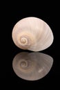 Single sea shell of marine snail isolated on black background, mirror reflection Royalty Free Stock Photo