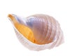 Single sea shell of marine snail isolated on white background Royalty Free Stock Photo