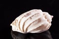 Single sea shell of marine snail solated on black background