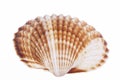 Single sea shell of mollusk isolated on white background Royalty Free Stock Photo